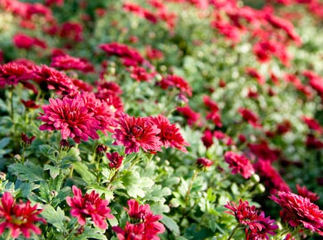 lots of colorfull flowers inside a greenhouse