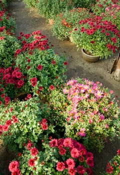 lots of colorfull flowers inside a greenhouse