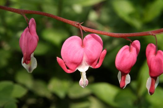 red heart-like exotic flower dicentra