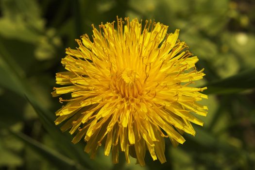 macro dandelion