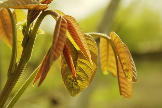 young leaves