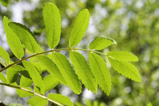 mountain ash leaves