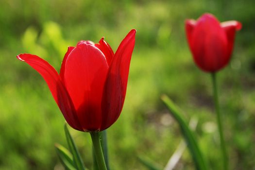 two red tulips