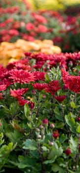 lots of colorfull flowers inside a greenhouse