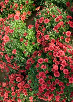 lots of colorfull flowers inside a greenhouse