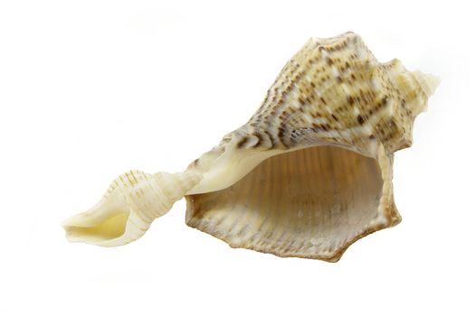 two rapa shells: big and small