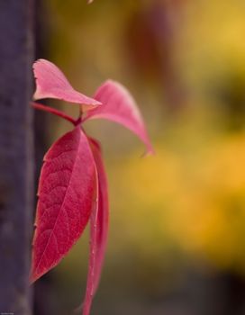 Autumn leaf in the park.