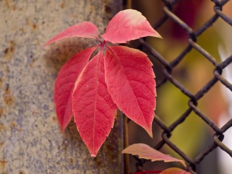 Autumn leaf in the park.