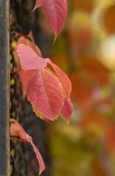 Autumn leaf in the park.