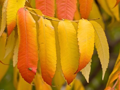 Autumn leaf in the park.