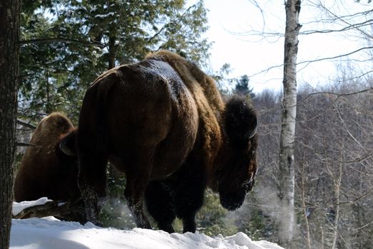 Wild Bison in Winter