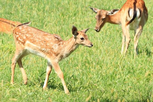 baby deer with his mother between the Alps