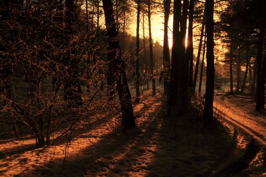 Sunset in the woods, northern Italy (Valtellina)