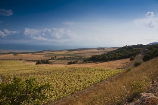 in background sea. Sunflowers field in Turkey.