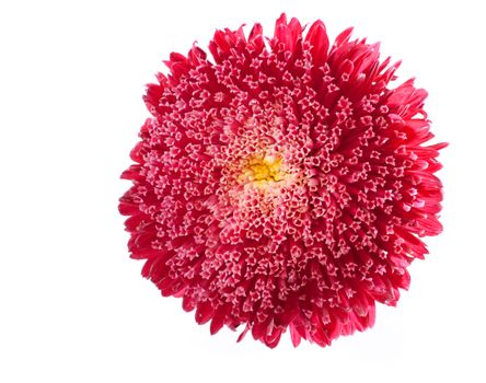 flower pink  aster on a white background