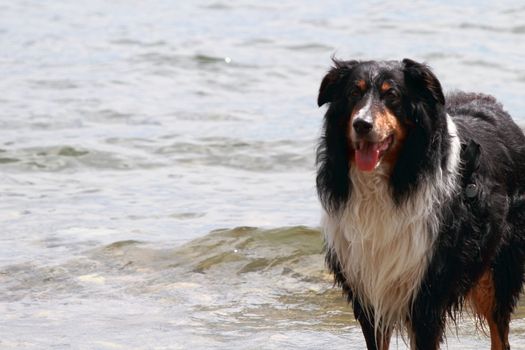 Dog waiting for the ball to catch