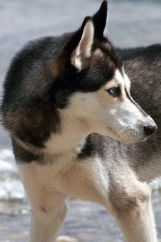 young husky waiting for the ball to catch