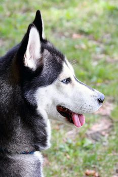 young husky waiting for the ball to catch