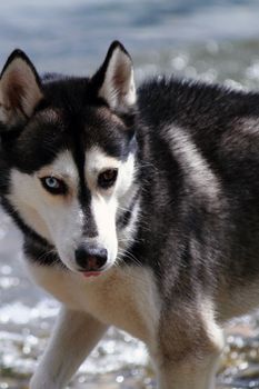 young husky waiting for the ball to catch