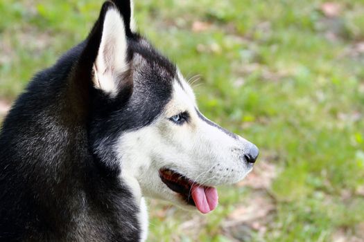 young husky waiting for the ball to catch