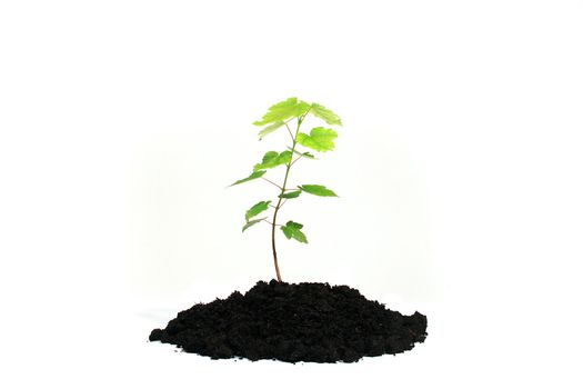 Tree sapling in the earth on a white background.