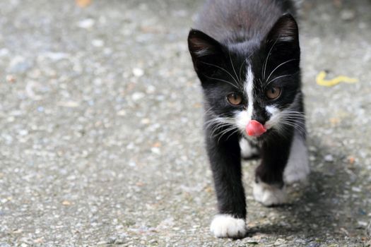 little cat waiting for food in a little square 