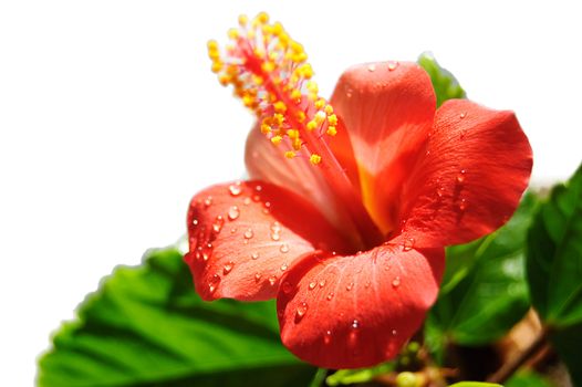 Red hibiscus blooming over white background