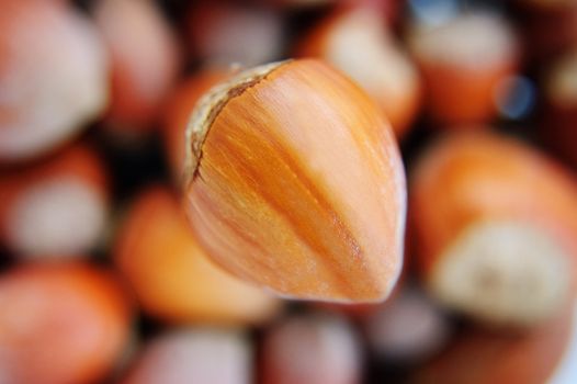 Many hazelnuts as background with one big in focus