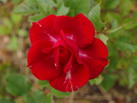 red minirose with drop water
