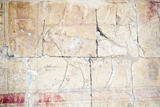 Egyptian Hieroglyphs in the temple of Hutshapsud , Egypt