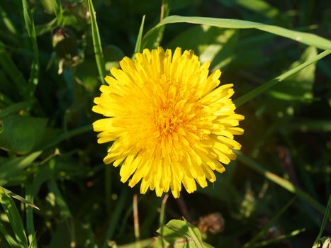 Taraxacum sect. Ruderalia - fresh yellow dandelion