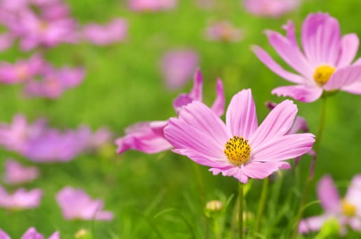 Landscape of Pink Cosmos Garden.