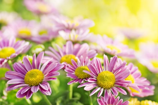 Daisies field in a morning.