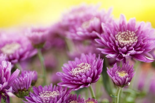 Close up chrysanthemum field in a morning.