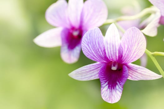 Purple orchid with shallow depth of field.