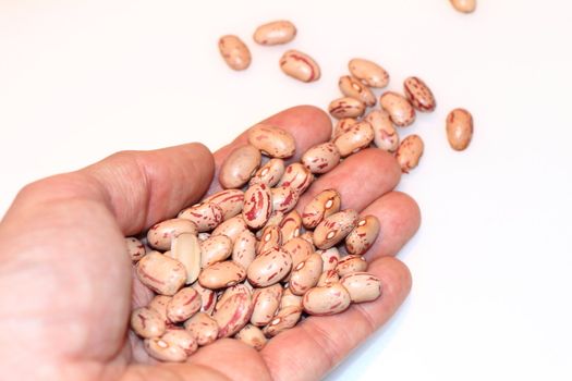 Italian beans in the hand, ready for the soup