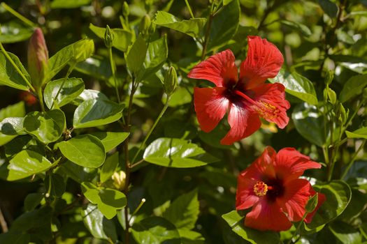 Two red flowers on the garden.
Marimurtra botanical garden (Blanes, Spain).