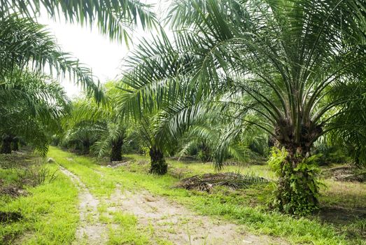 Palm oil to be extracted from its fruits. Fruits turn red when ripe. Photo taken at palm oil plantation in Malaysia, which is also the world largest palm oil exporting country.