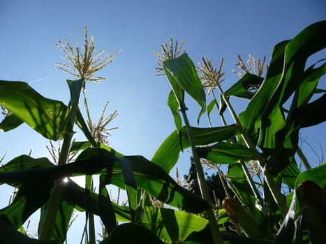 Some corn growing in a country field. 