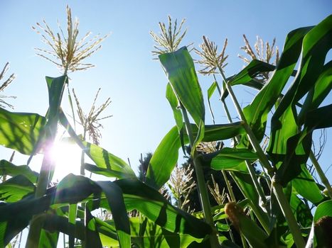 Some corn growing in a country field. 