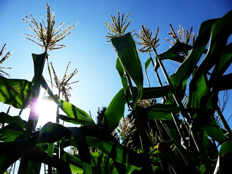 Some corn growing in a country field. 