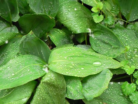 Wet green leaves after rain
