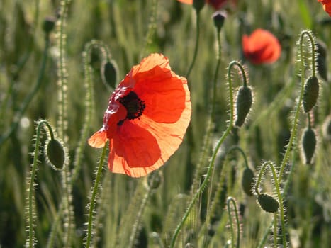 A red poppy in the green field