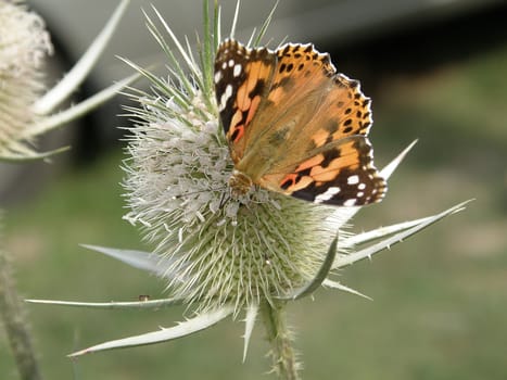 Orange butterfly on a green flower