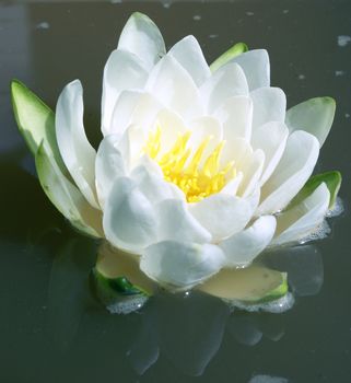 A macro shot of a water lily.