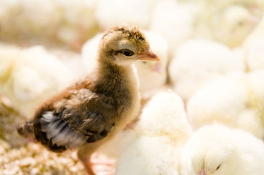 A brown chick standing in yellow chicks group