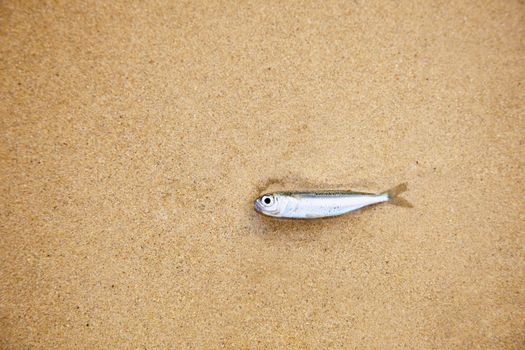 A little fish lying on a sandy beach - has died
