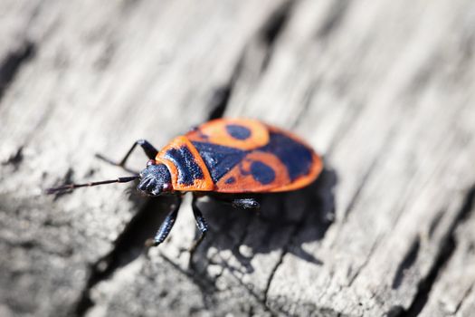 Red poison bug on rotten wood - Pyrrhocoris apterus