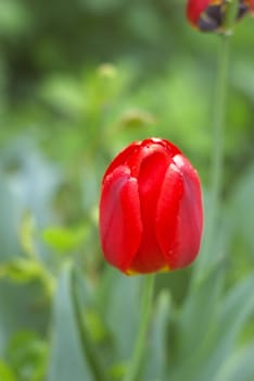 macro photo of the red tulip