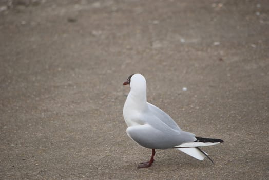 sea gull sitting riverside